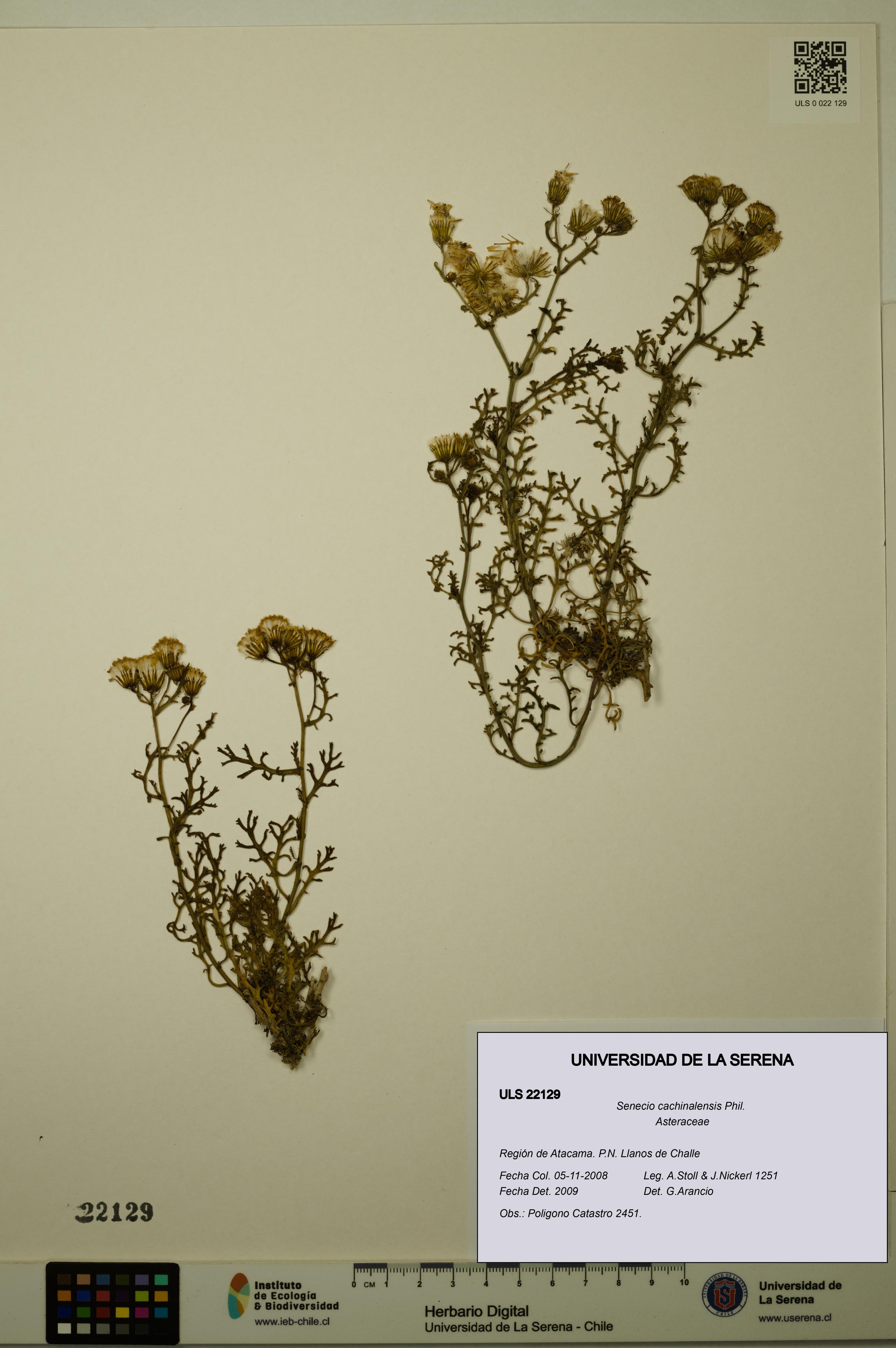 Senecio cachinalensis [Espécimen: ULS:ULS:0022129]