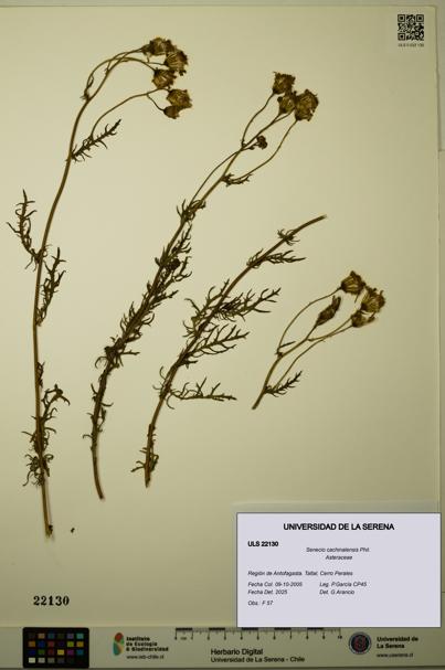 Senecio cachinalensis [Espécimen: ULS:ULS:0022130]