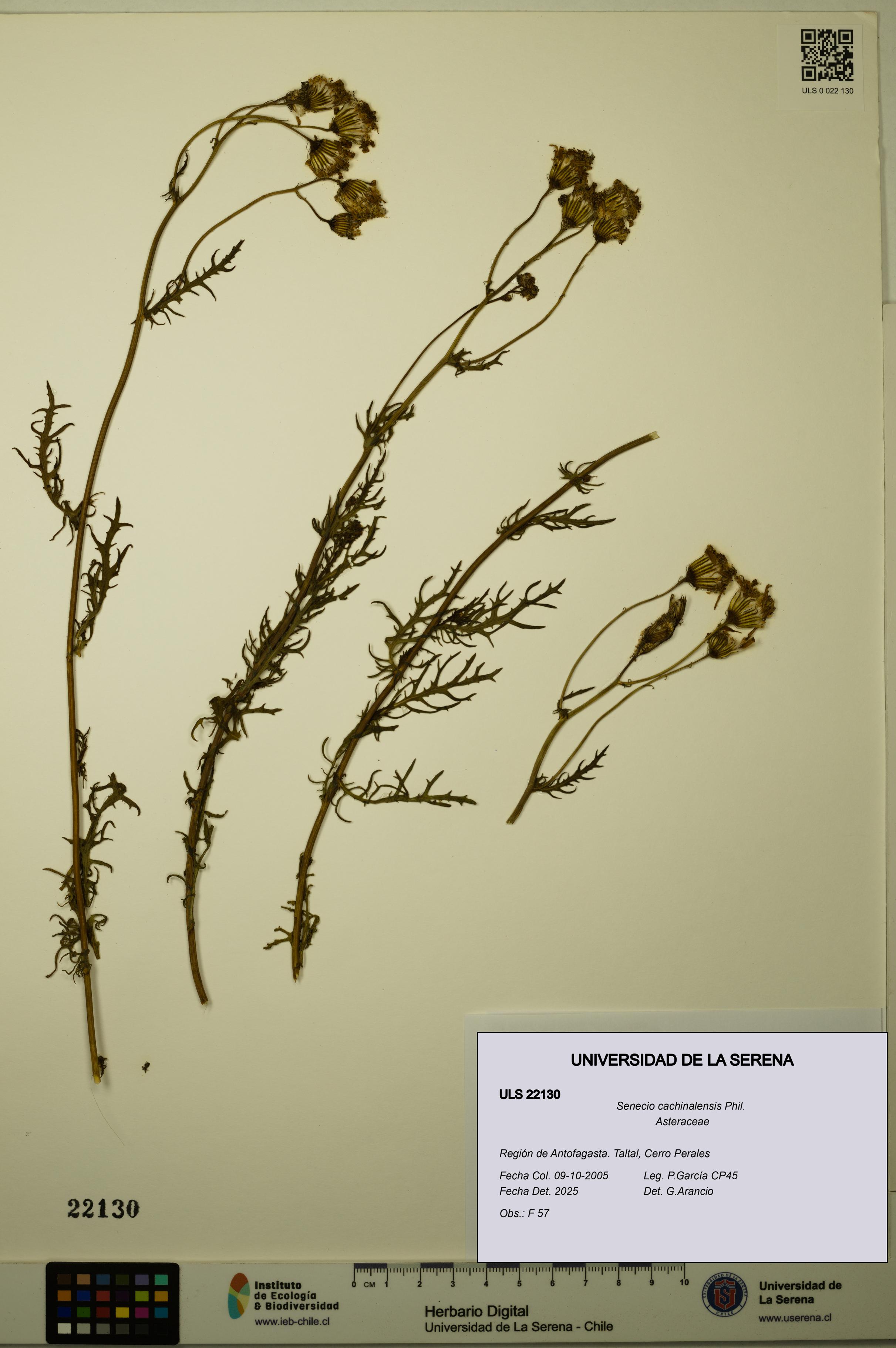 Senecio cachinalensis [Espécimen: ULS:ULS:0022130]