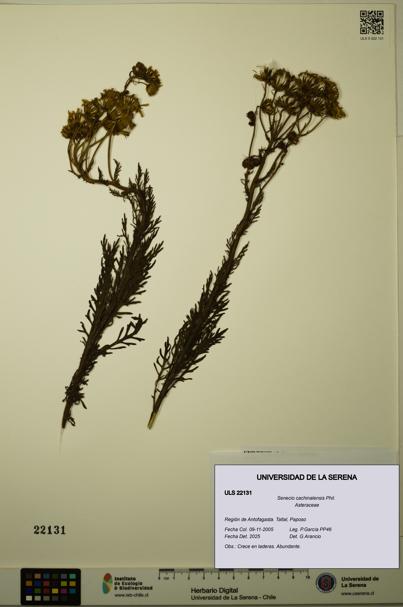 Senecio cachinalensis [Espécimen: ULS:ULS:0022131]