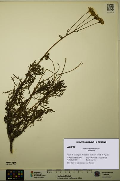 Senecio cachinalensis [Espécimen: ULS:ULS:0022132]