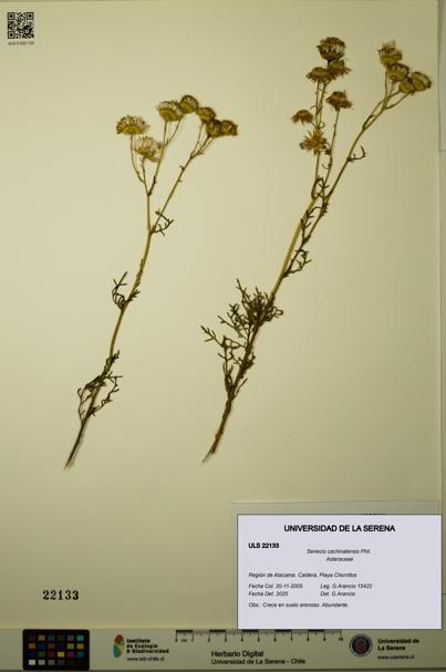 Senecio cachinalensis [Espécimen: ULS:ULS:0022133]