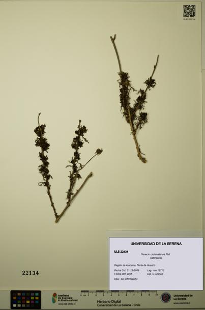 Senecio cachinalensis [Espécimen: ULS:ULS:0022134]