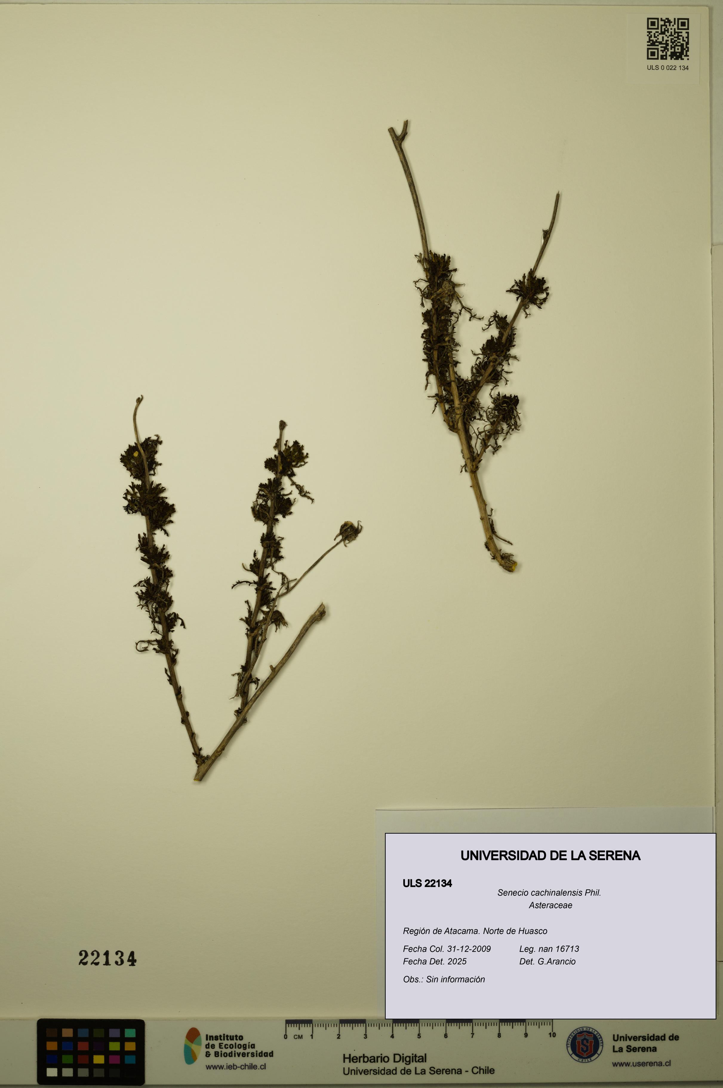 Senecio cachinalensis [Espécimen: ULS:ULS:0022134]