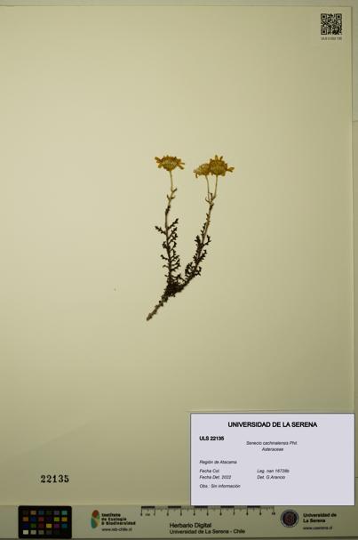 Senecio cachinalensis [Espécimen: ULS:ULS:0022135]