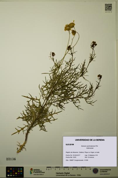 Senecio cachinalensis [Espécimen: ULS:ULS:0022136]