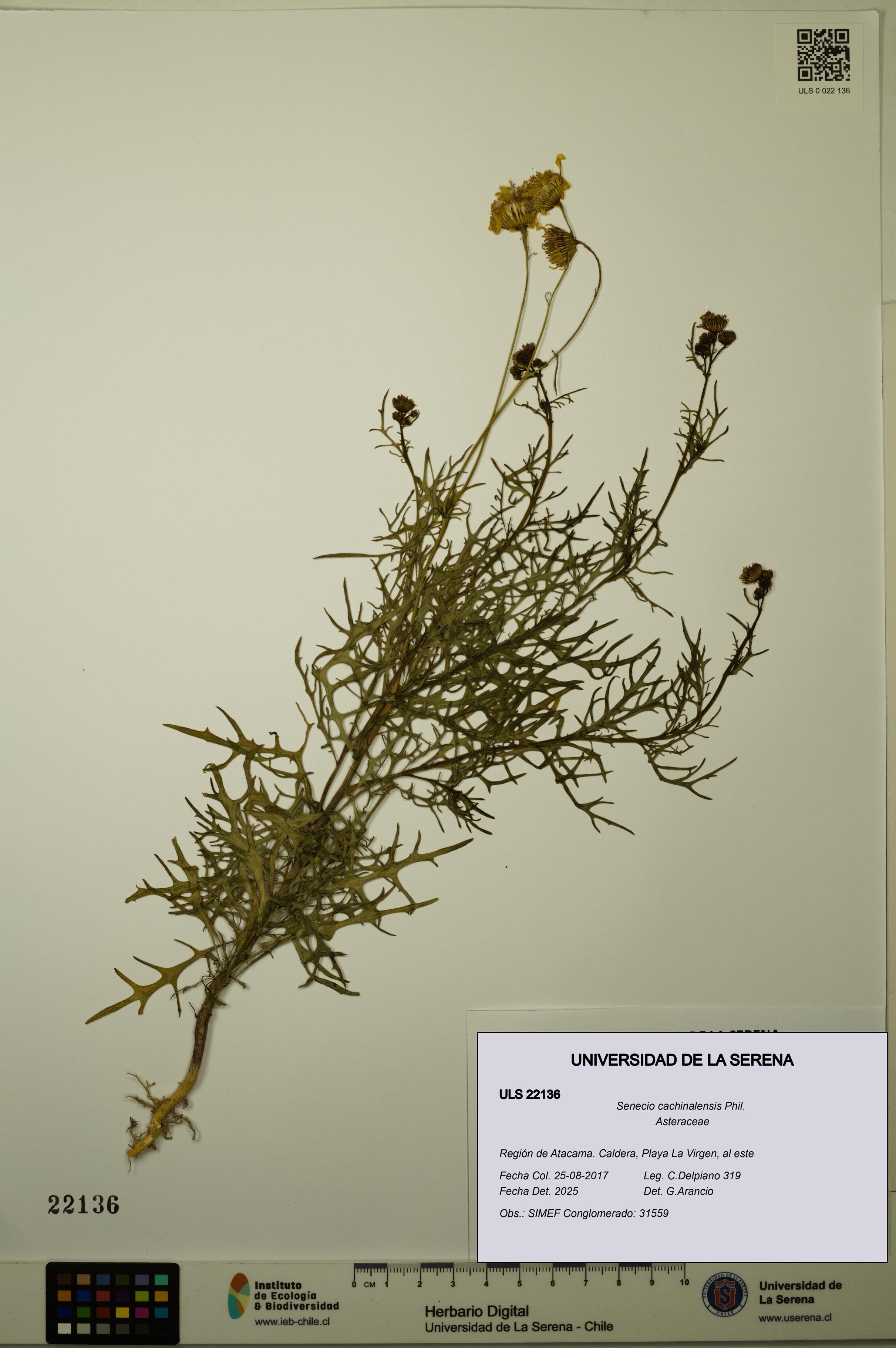 Senecio cachinalensis [Espécimen: ULS:ULS:0022136]