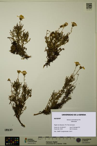 Senecio cachinalensis [Espécimen: ULS:ULS:0022137]