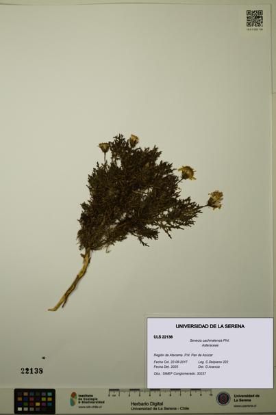Senecio cachinalensis [Espécimen: ULS:ULS:0022138]