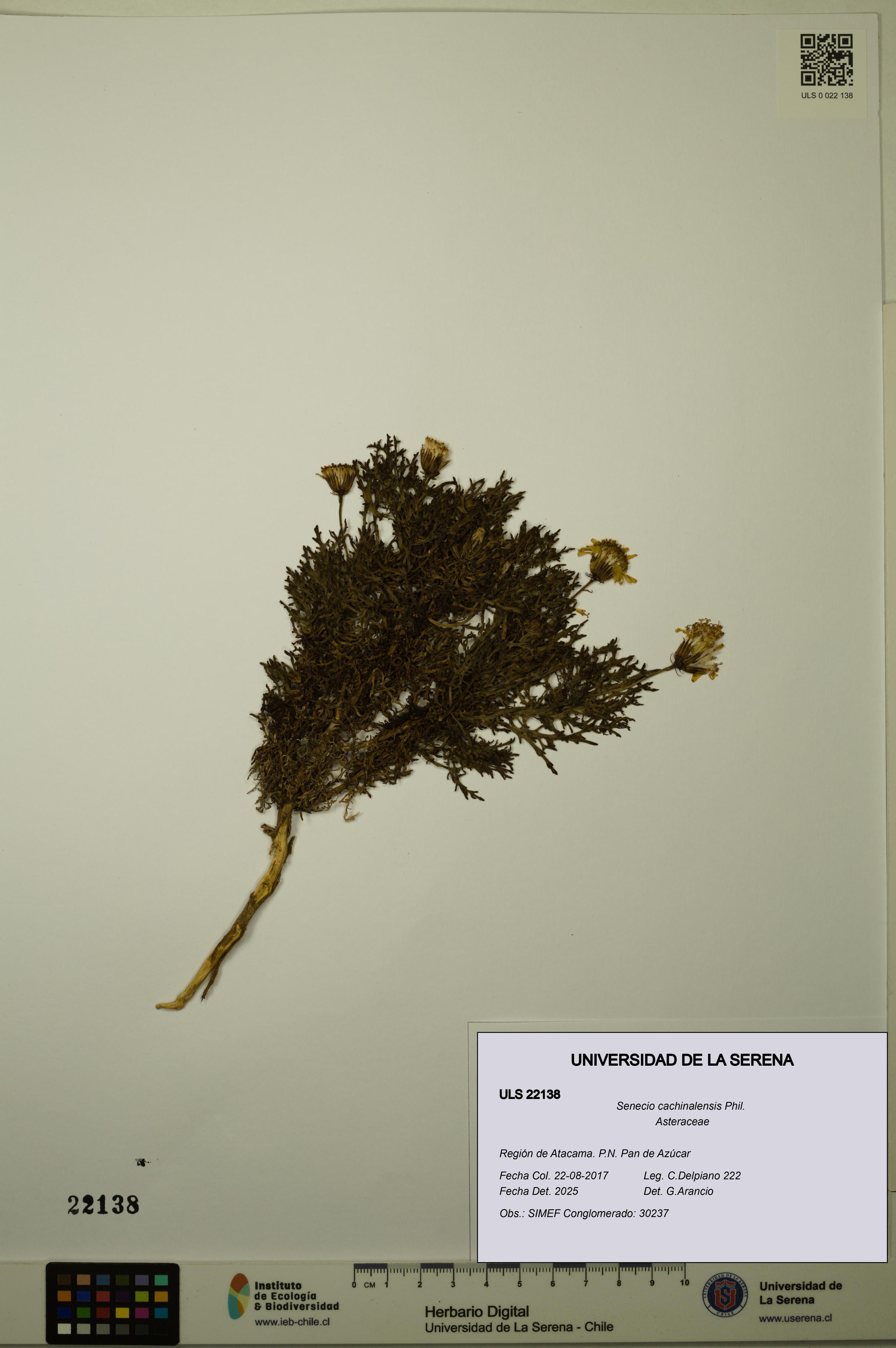 Senecio cachinalensis [Espécimen: ULS:ULS:0022138]