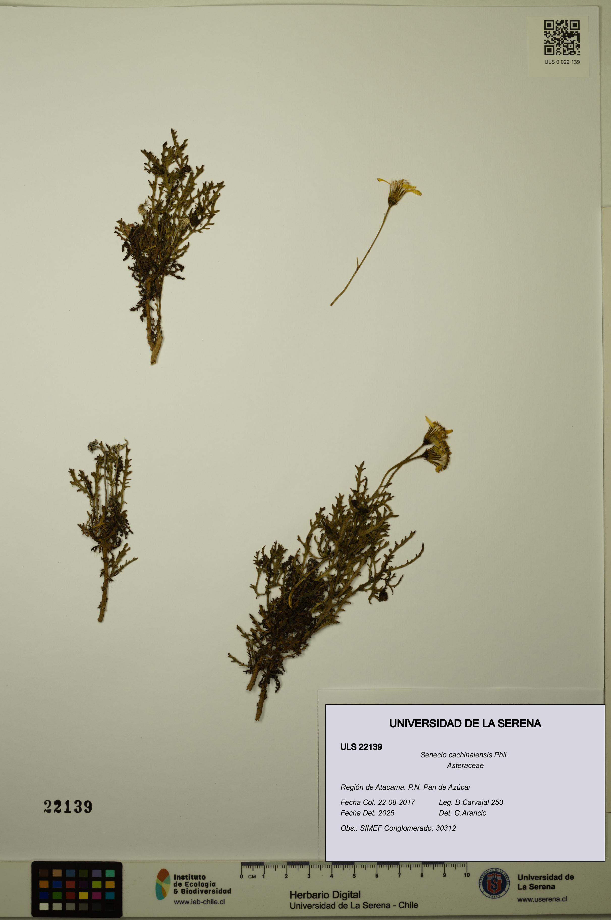Senecio cachinalensis [Espécimen: ULS:ULS:0022139]