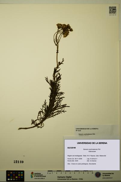Senecio cachinalensis [Espécimen: ULS:ULS:0022140]
