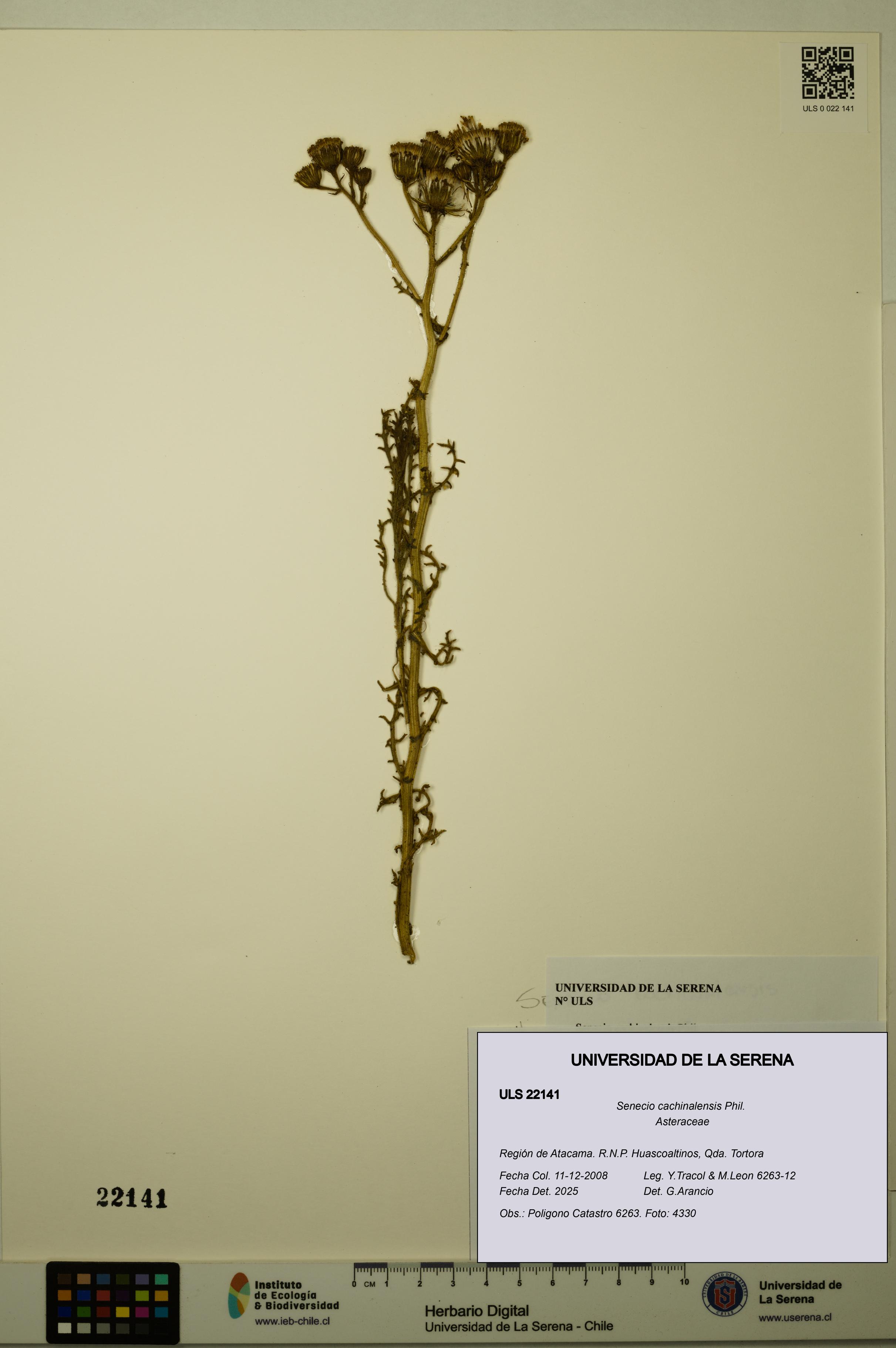 Senecio cachinalensis [Espécimen: ULS:ULS:0022141]