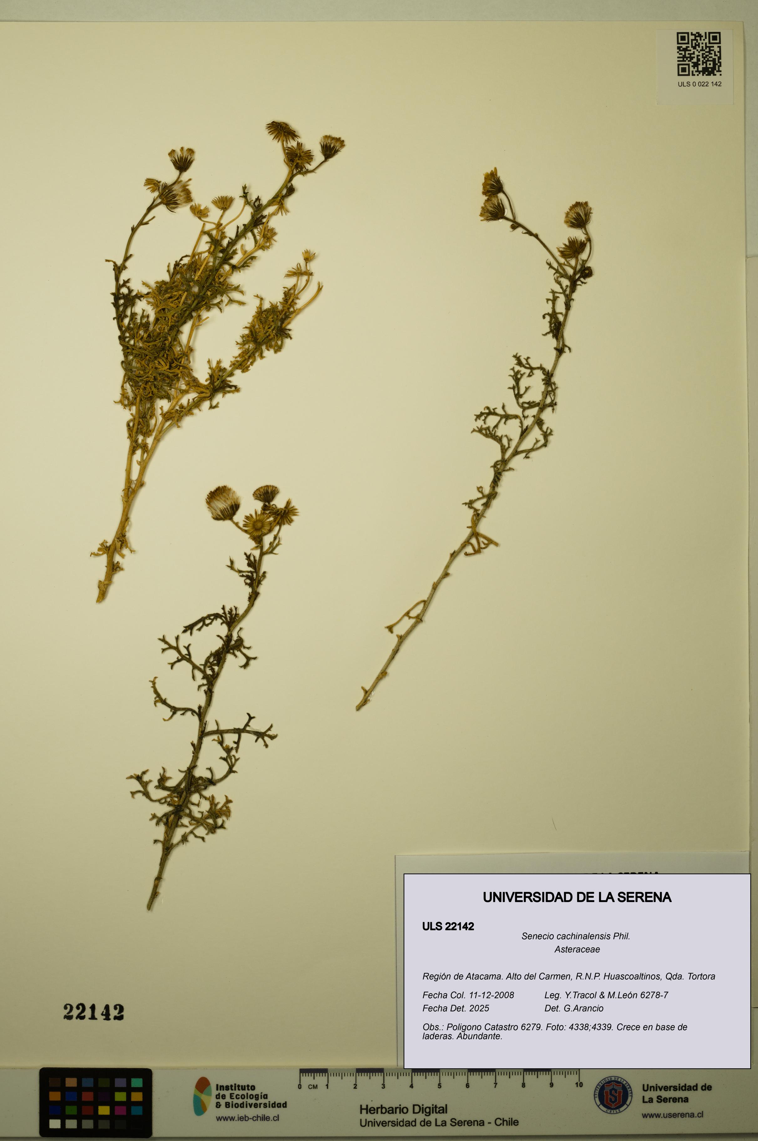 Senecio cachinalensis [Espécimen: ULS:ULS:0022142]