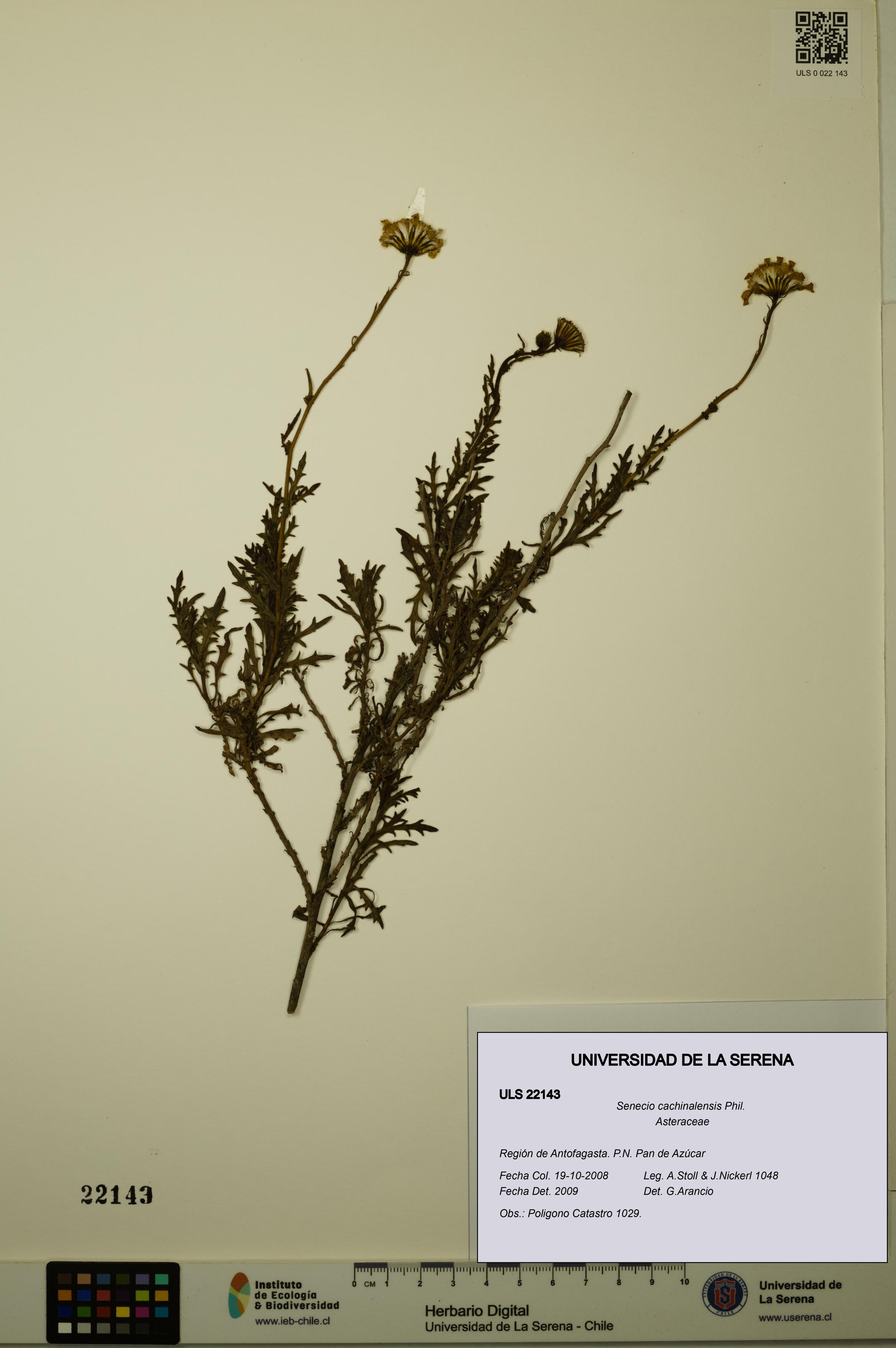 Senecio cachinalensis [Espécimen: ULS:ULS:0022143]