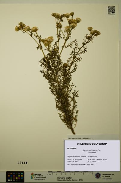 Senecio cachinalensis [Espécimen: ULS:ULS:0022144]