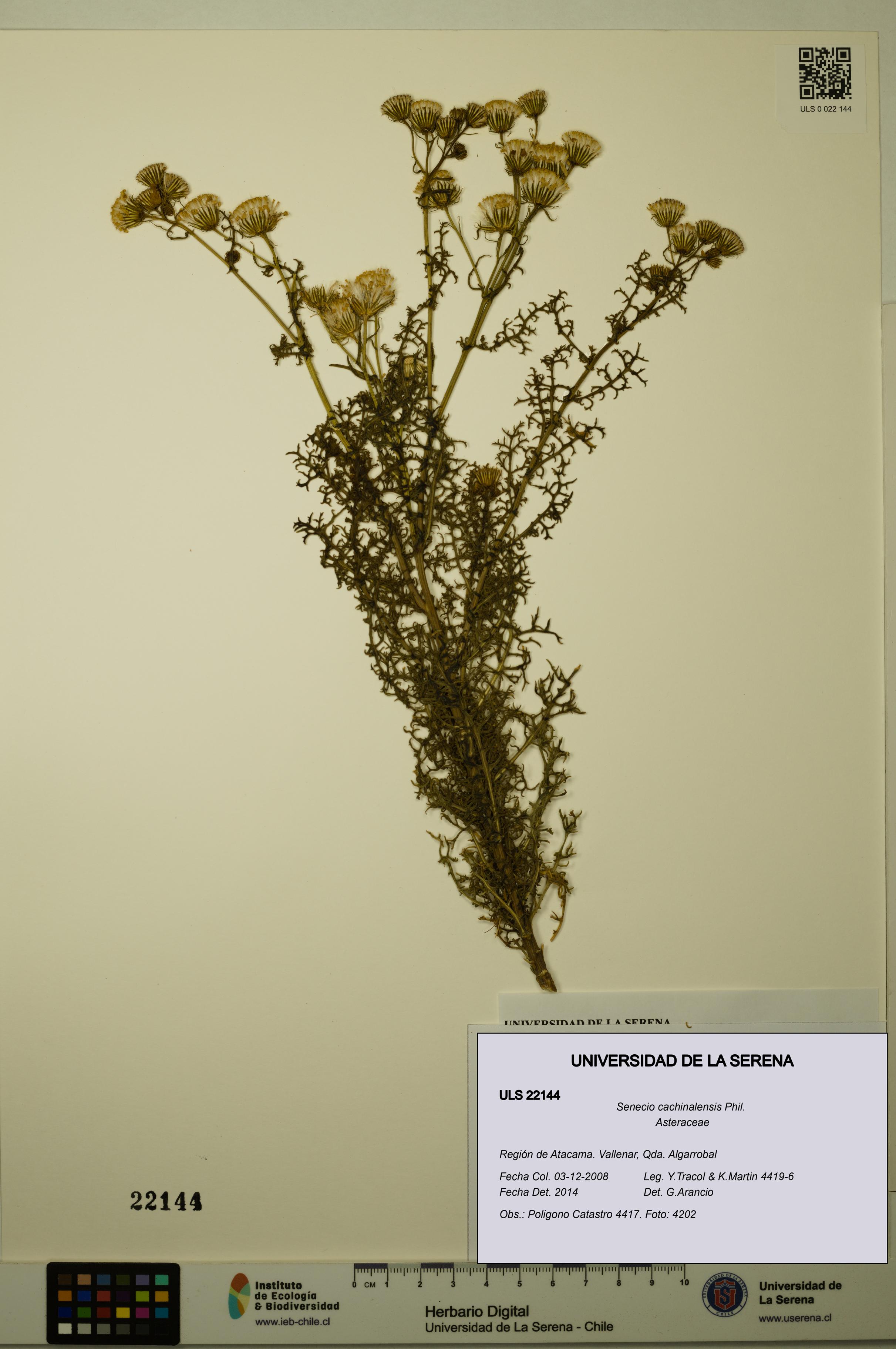 Senecio cachinalensis [Espécimen: ULS:ULS:0022144]