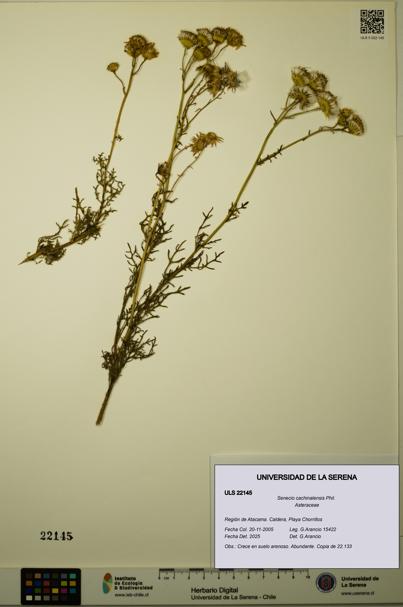 Senecio cachinalensis [Espécimen: ULS:ULS:0022145]