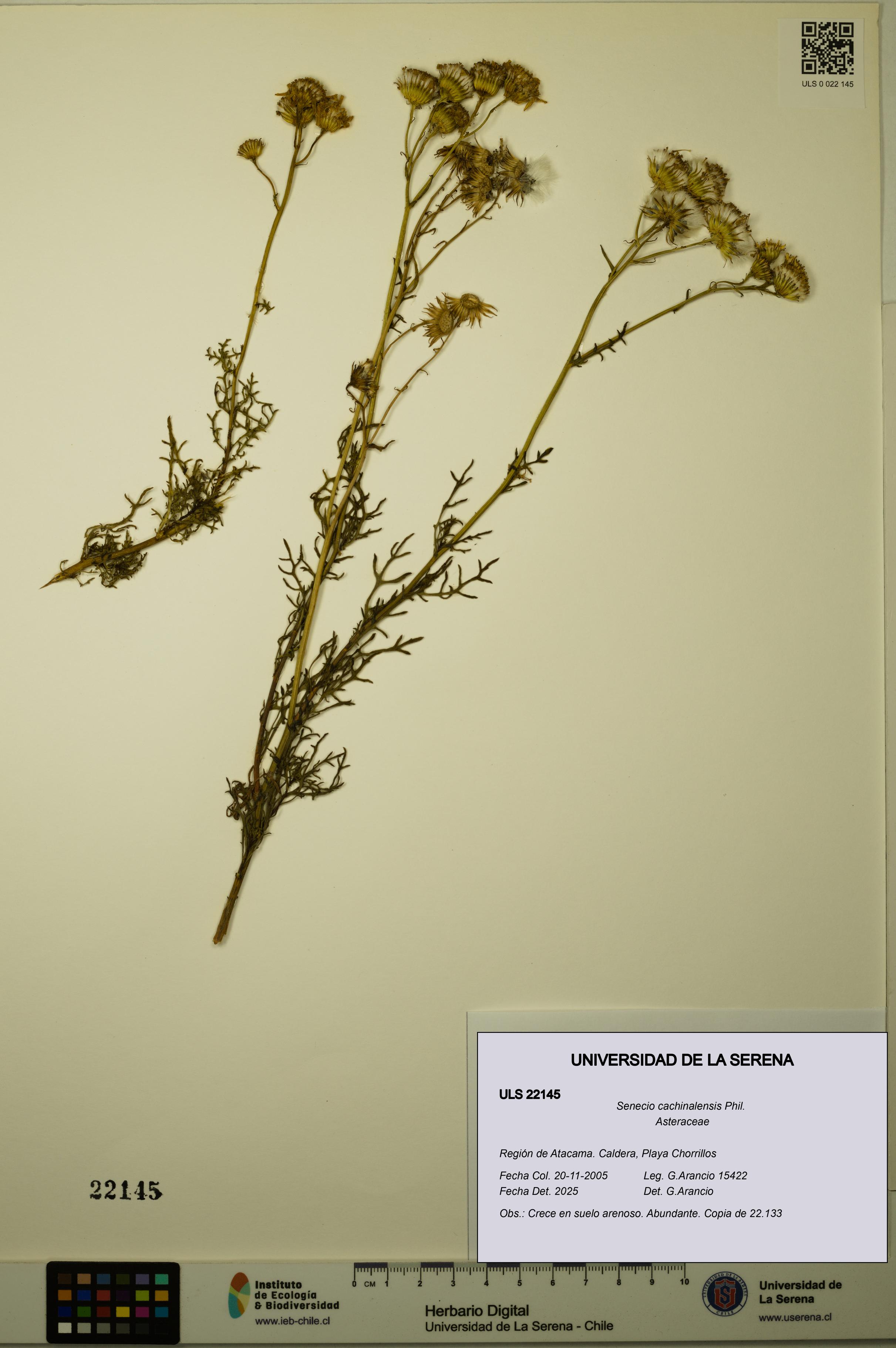 Senecio cachinalensis [Espécimen: ULS:ULS:0022145]