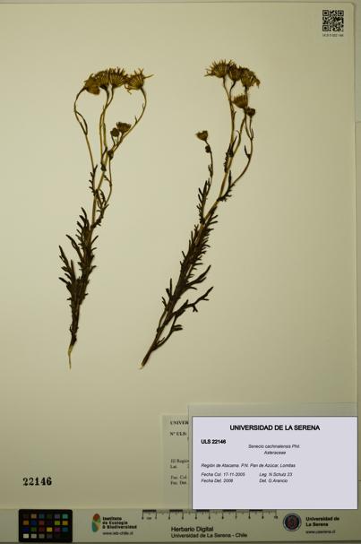 Senecio cachinalensis [Espécimen: ULS:ULS:0022146]