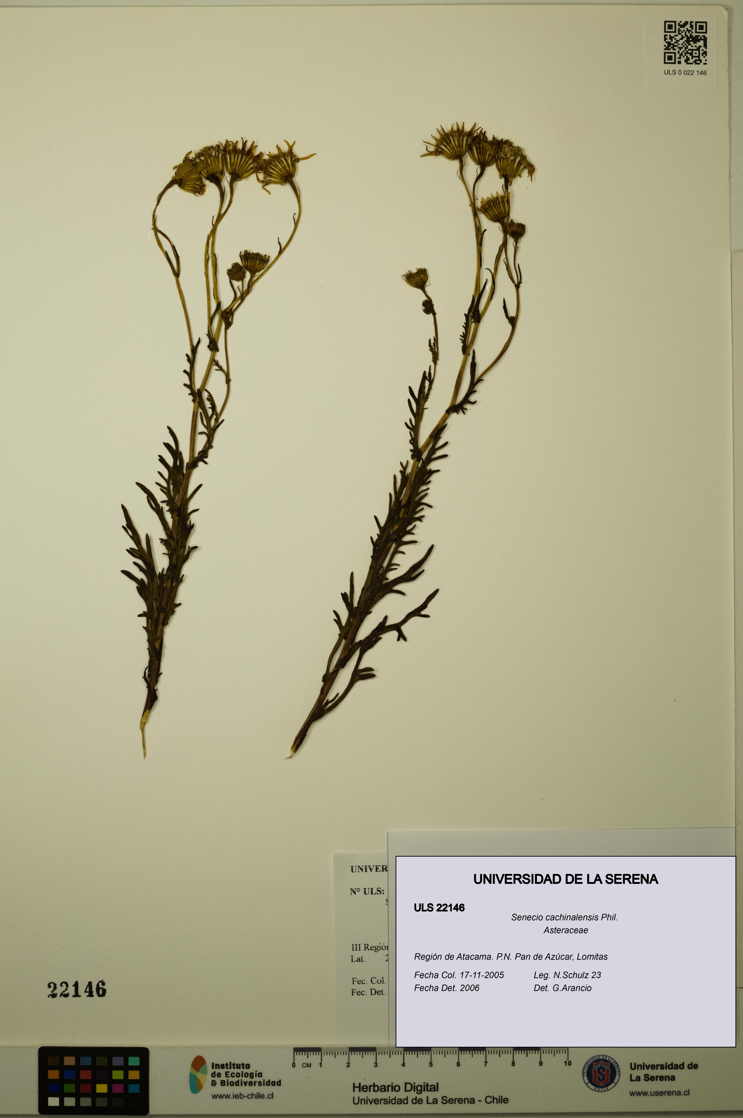 Senecio cachinalensis [Espécimen: ULS:ULS:0022146]