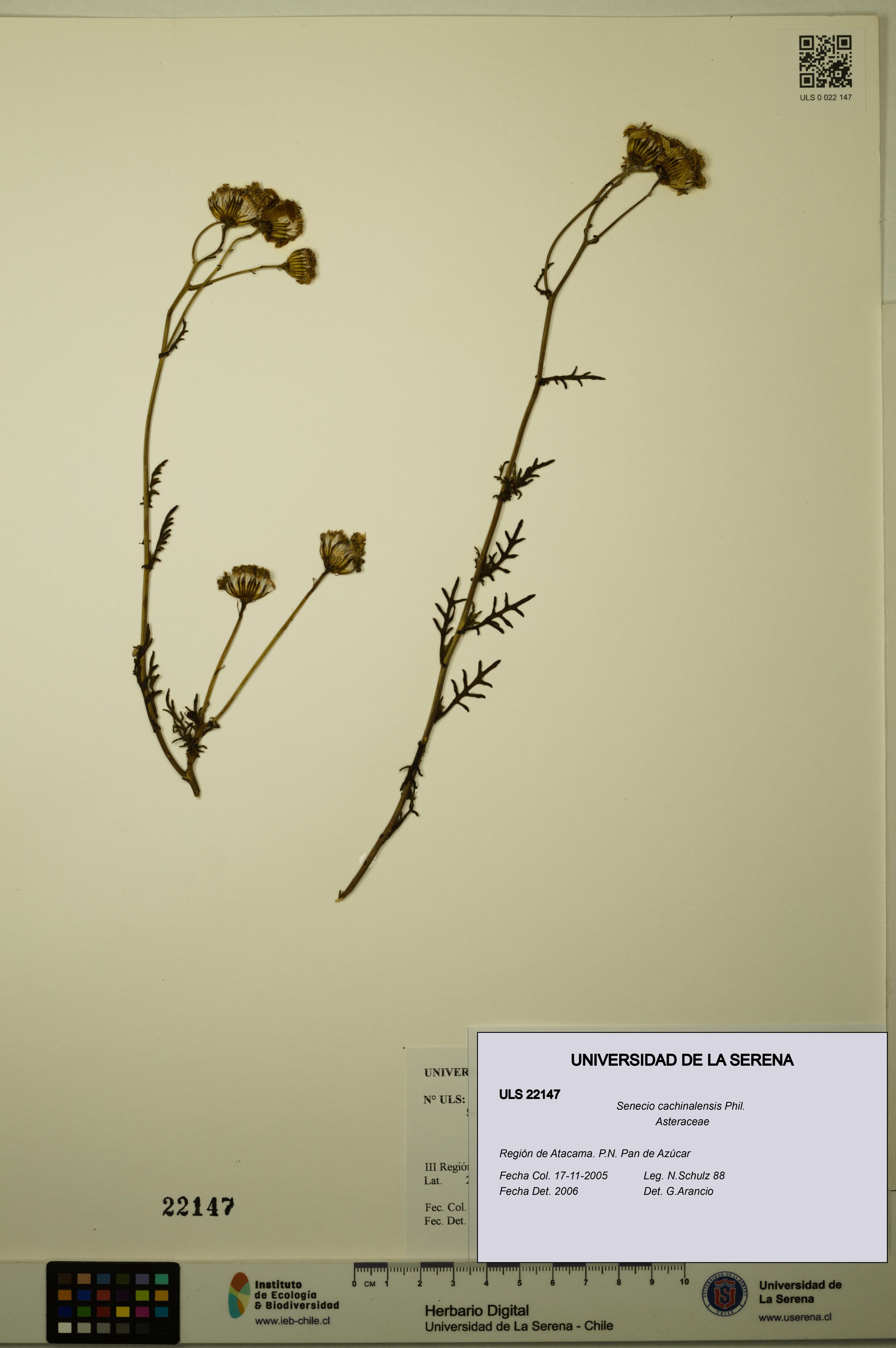 Senecio cachinalensis [Espécimen: ULS:ULS:0022147]