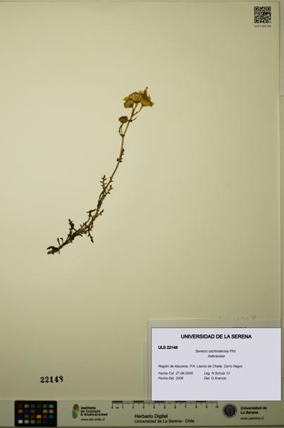 Senecio cachinalensis [Espécimen: ULS:ULS:0022148]