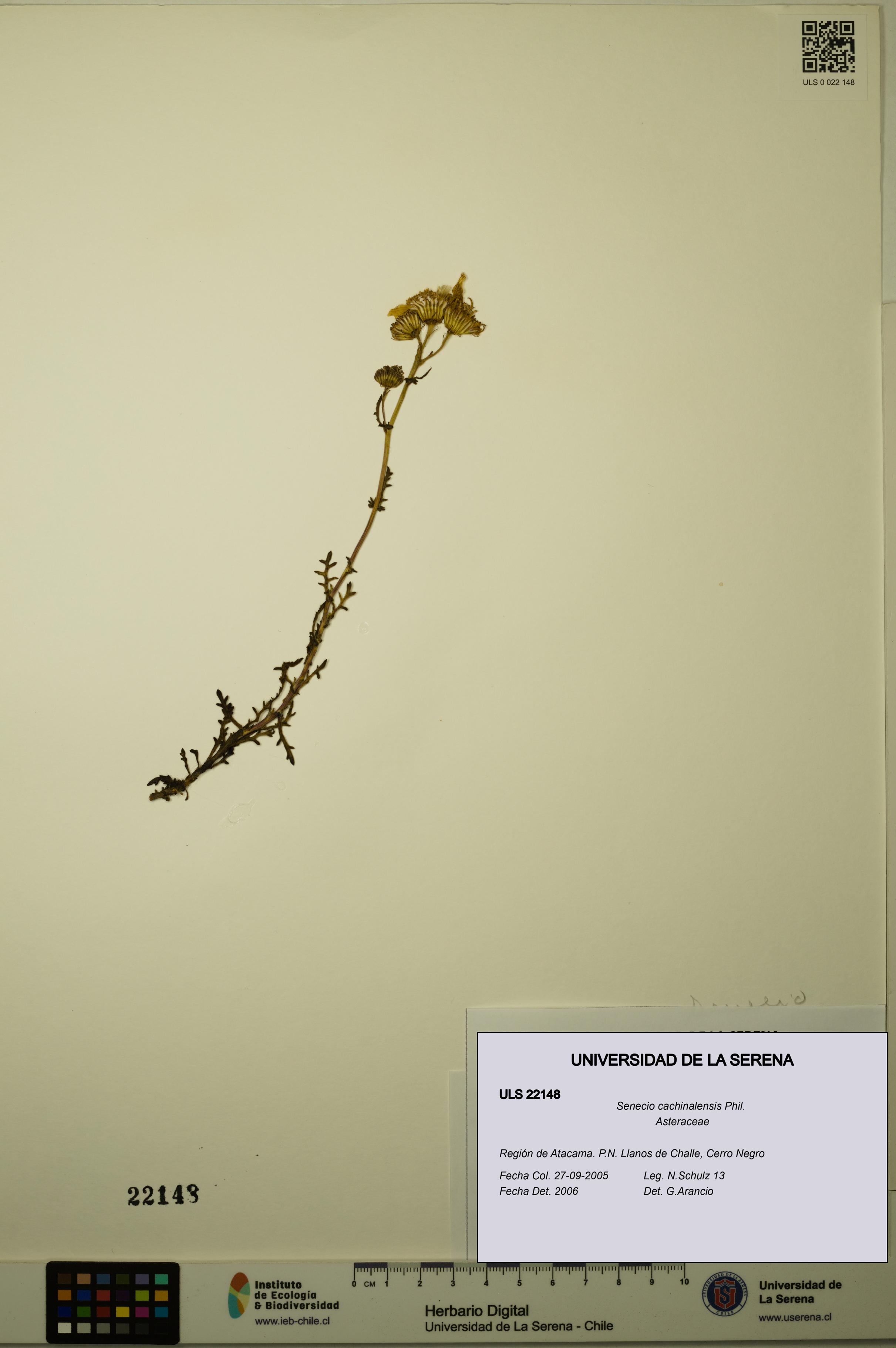 Senecio cachinalensis [Espécimen: ULS:ULS:0022148]