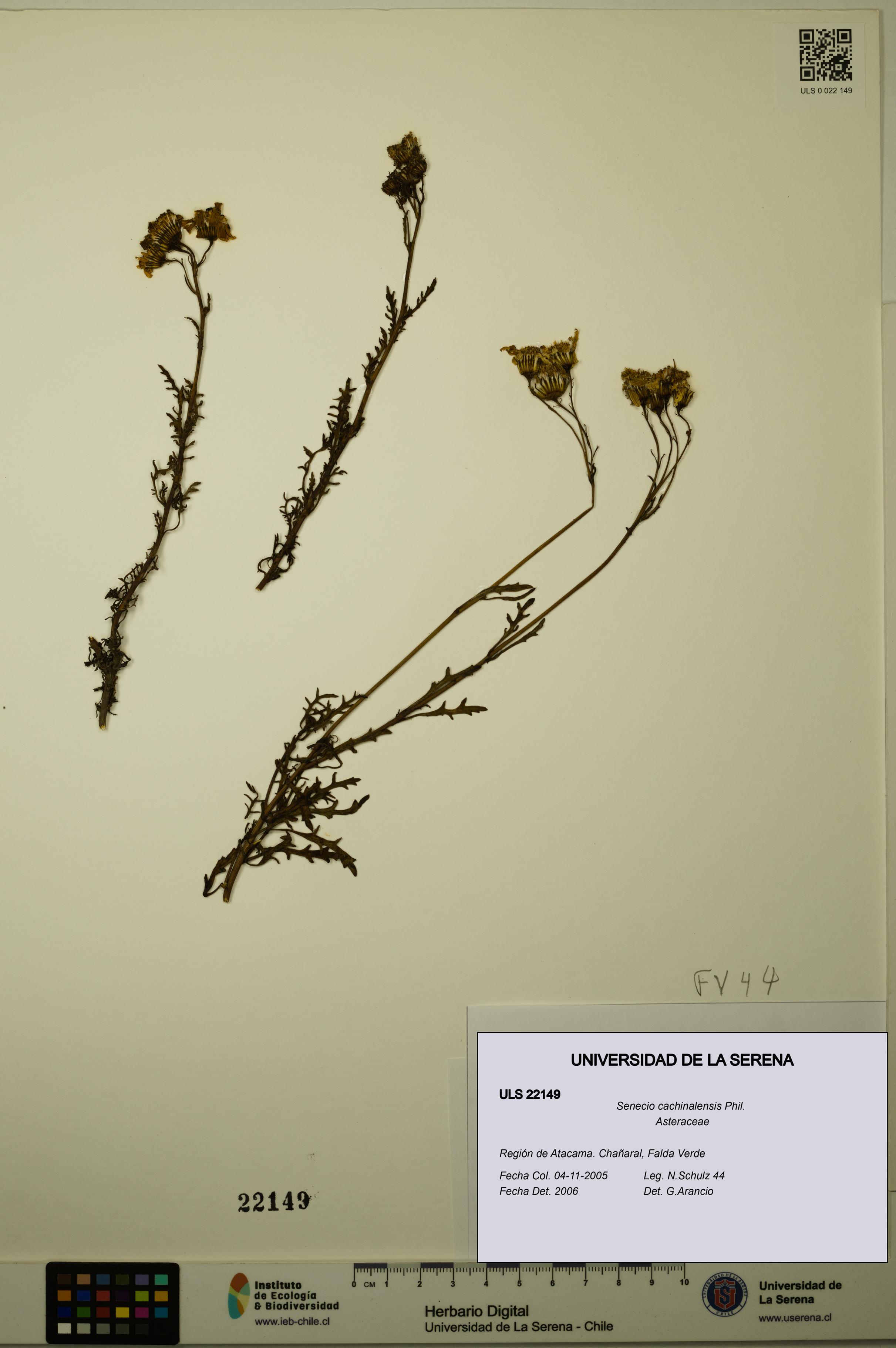 Senecio cachinalensis [Espécimen: ULS:ULS:0022149]