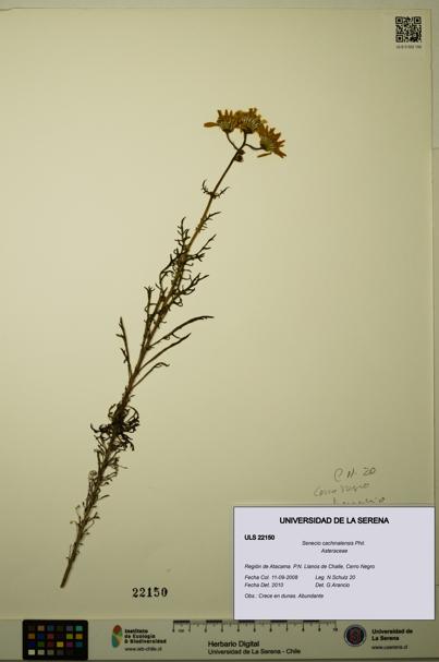 Senecio cachinalensis [Espécimen: ULS:ULS:0022150]