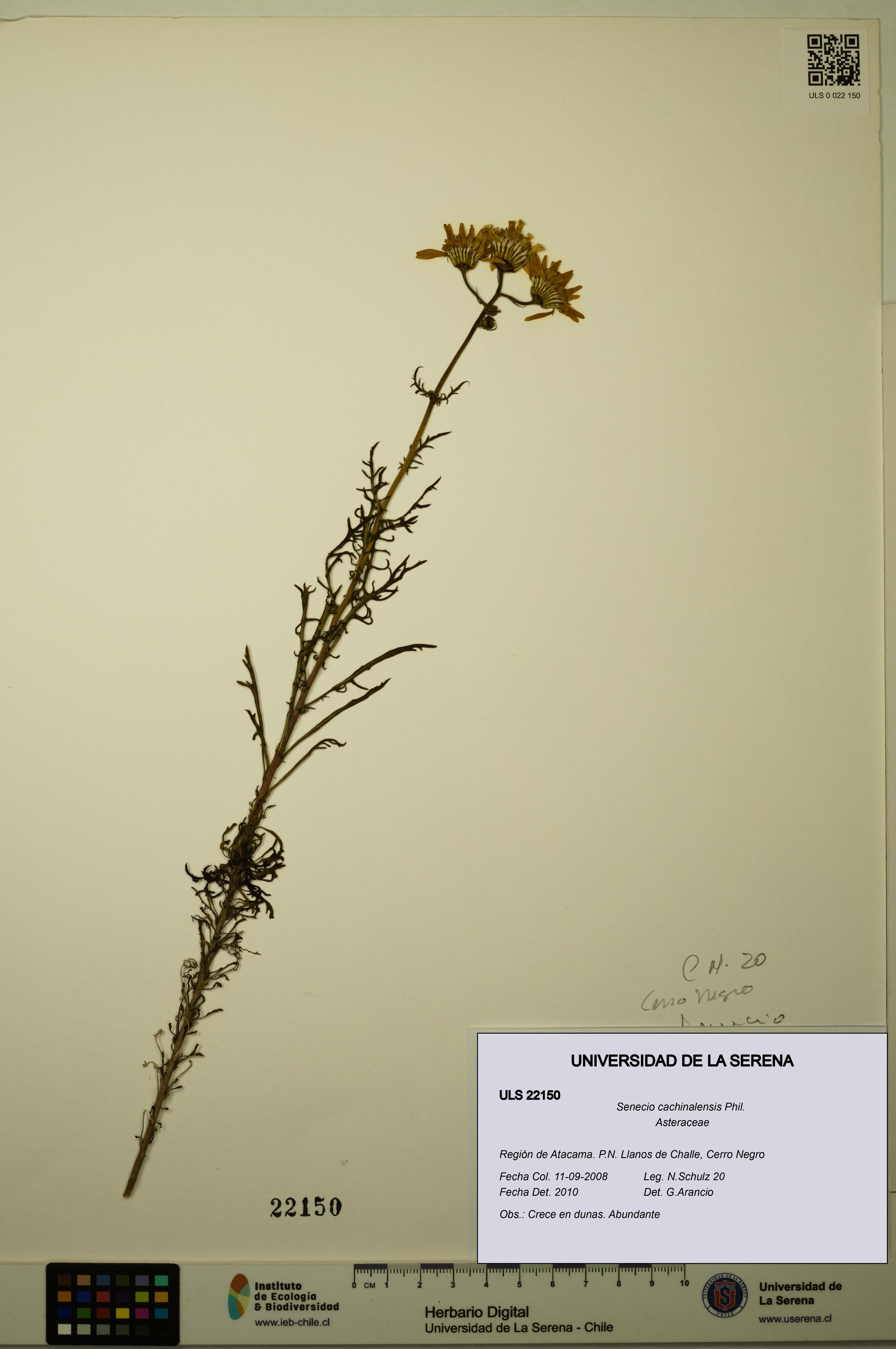 Senecio cachinalensis [Espécimen: ULS:ULS:0022150]