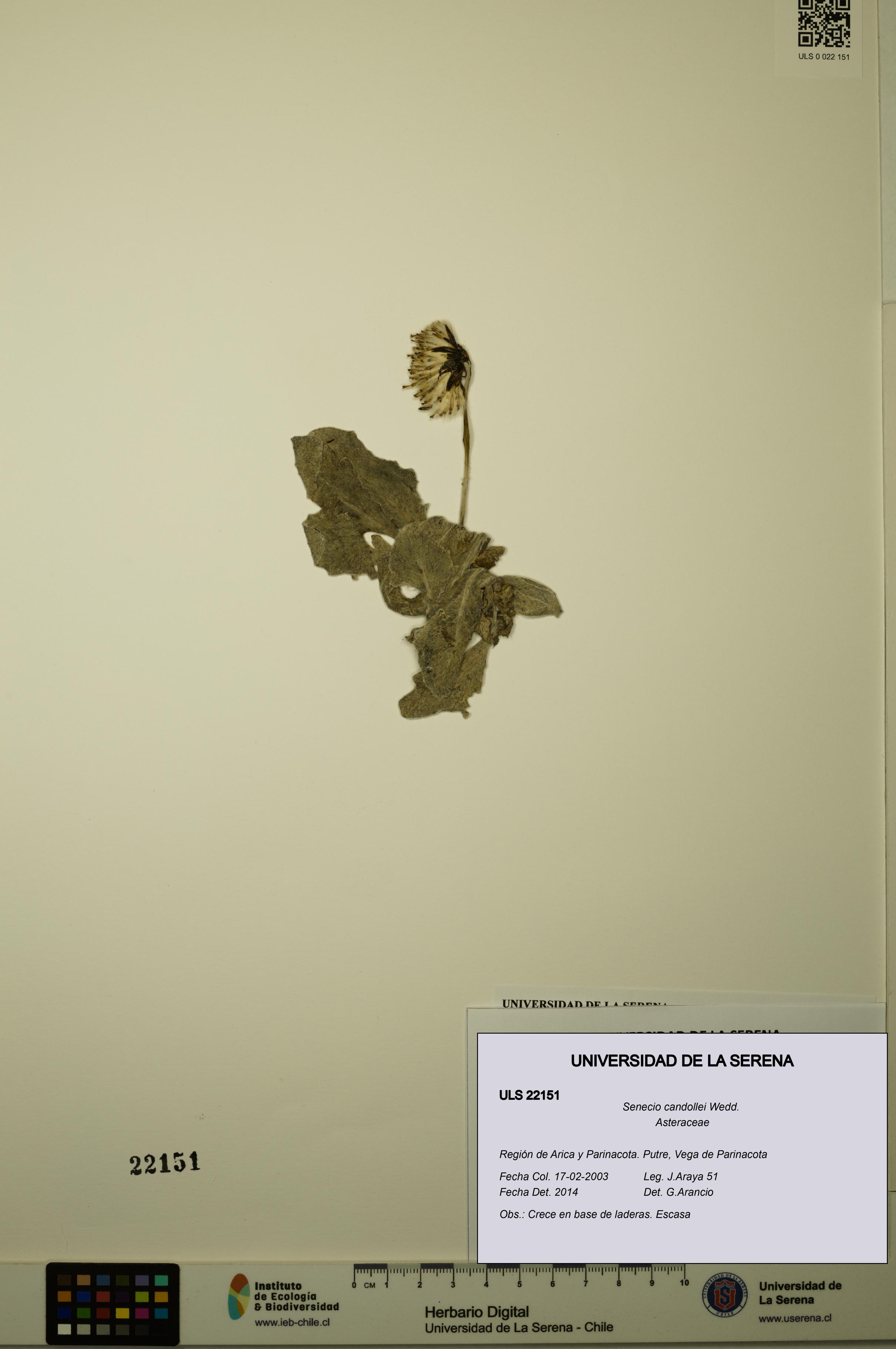 Senecio candollei [Espécimen: ULS:ULS:0022151]