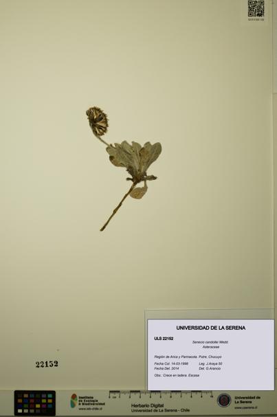 Senecio candollei [Espécimen: ULS:ULS:0022152]