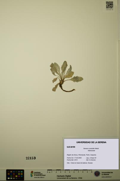 Senecio candollei [Espécimen: ULS:ULS:0022153]