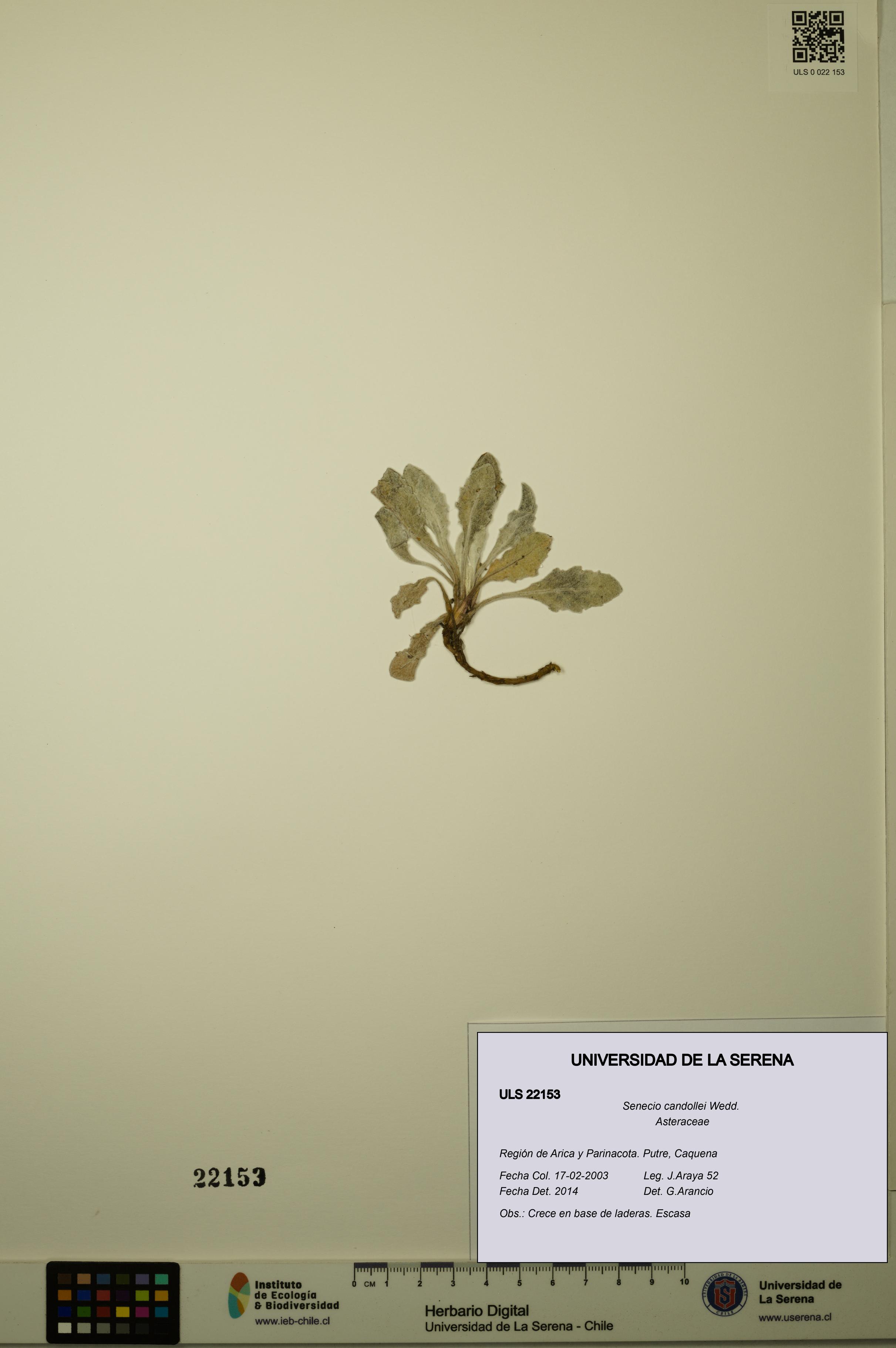 Senecio candollei [Espécimen: ULS:ULS:0022153]