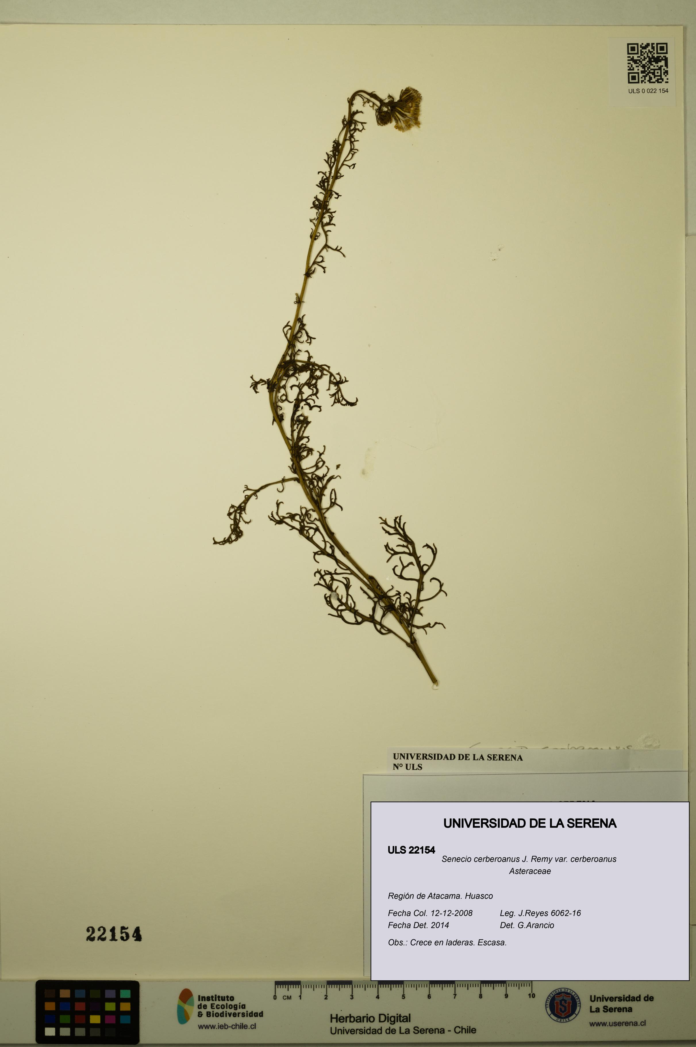 Senecio cerberoanus var. cerberoanus [Espécimen: ULS:ULS:0022154]