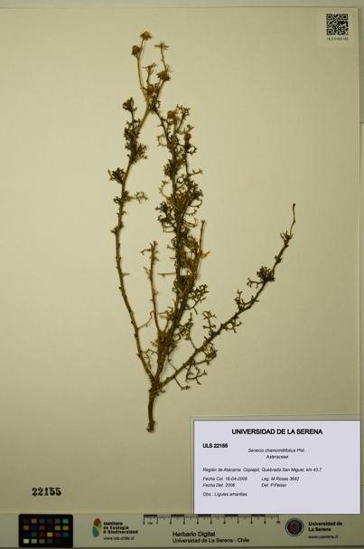 Senecio chamomillifolius [Espécimen: ULS:ULS:0022155]