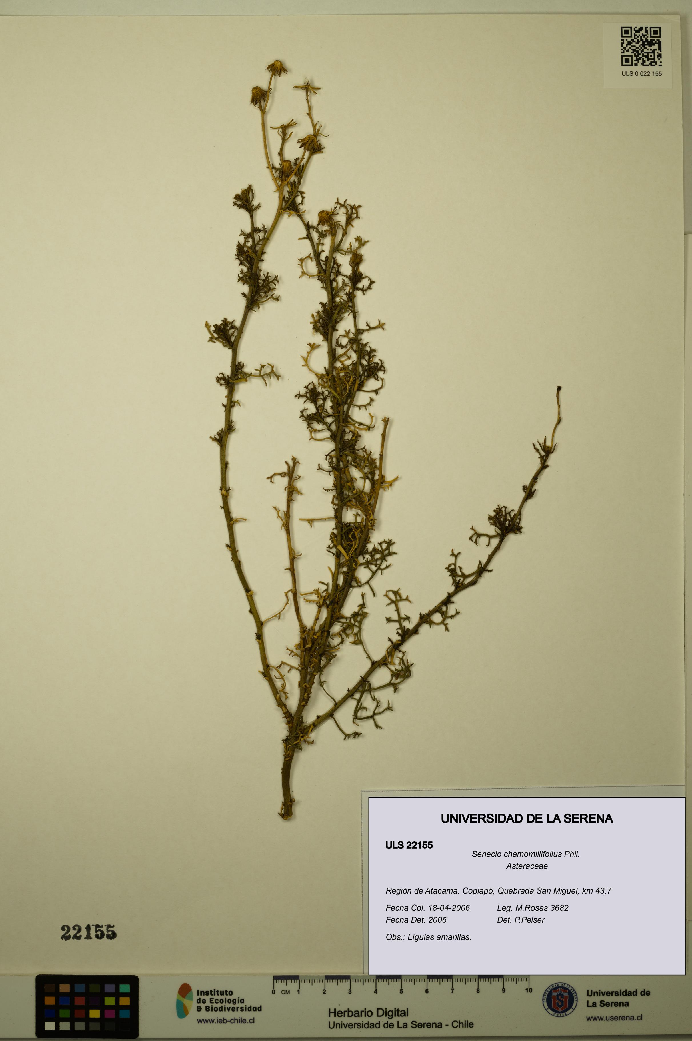 Senecio chamomillifolius [Espécimen: ULS:ULS:0022155]