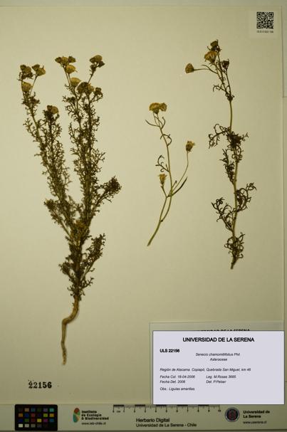 Senecio chamomillifolius [Espécimen: ULS:ULS:0022156]