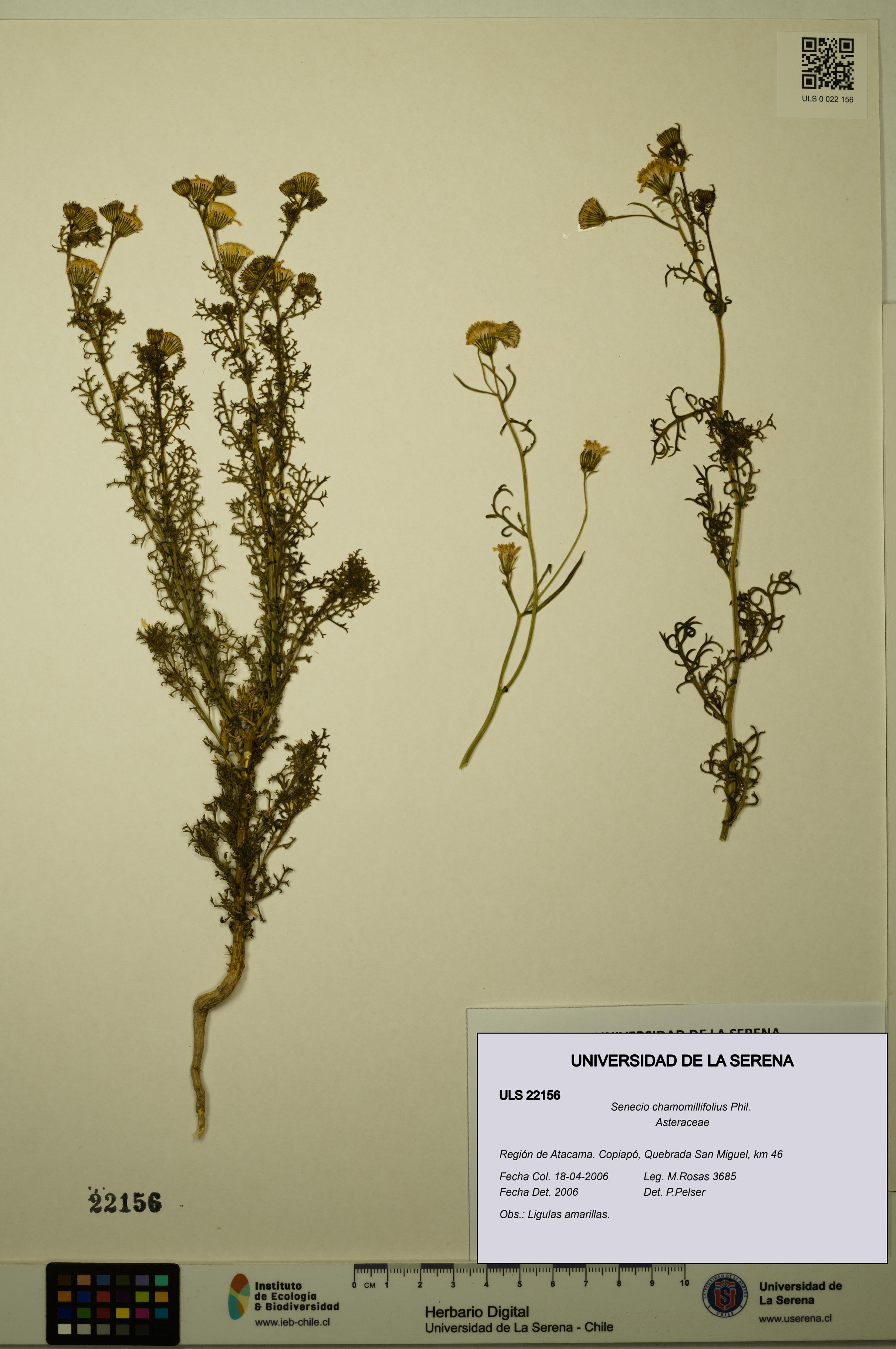 Senecio chamomillifolius [Espécimen: ULS:ULS:0022156]