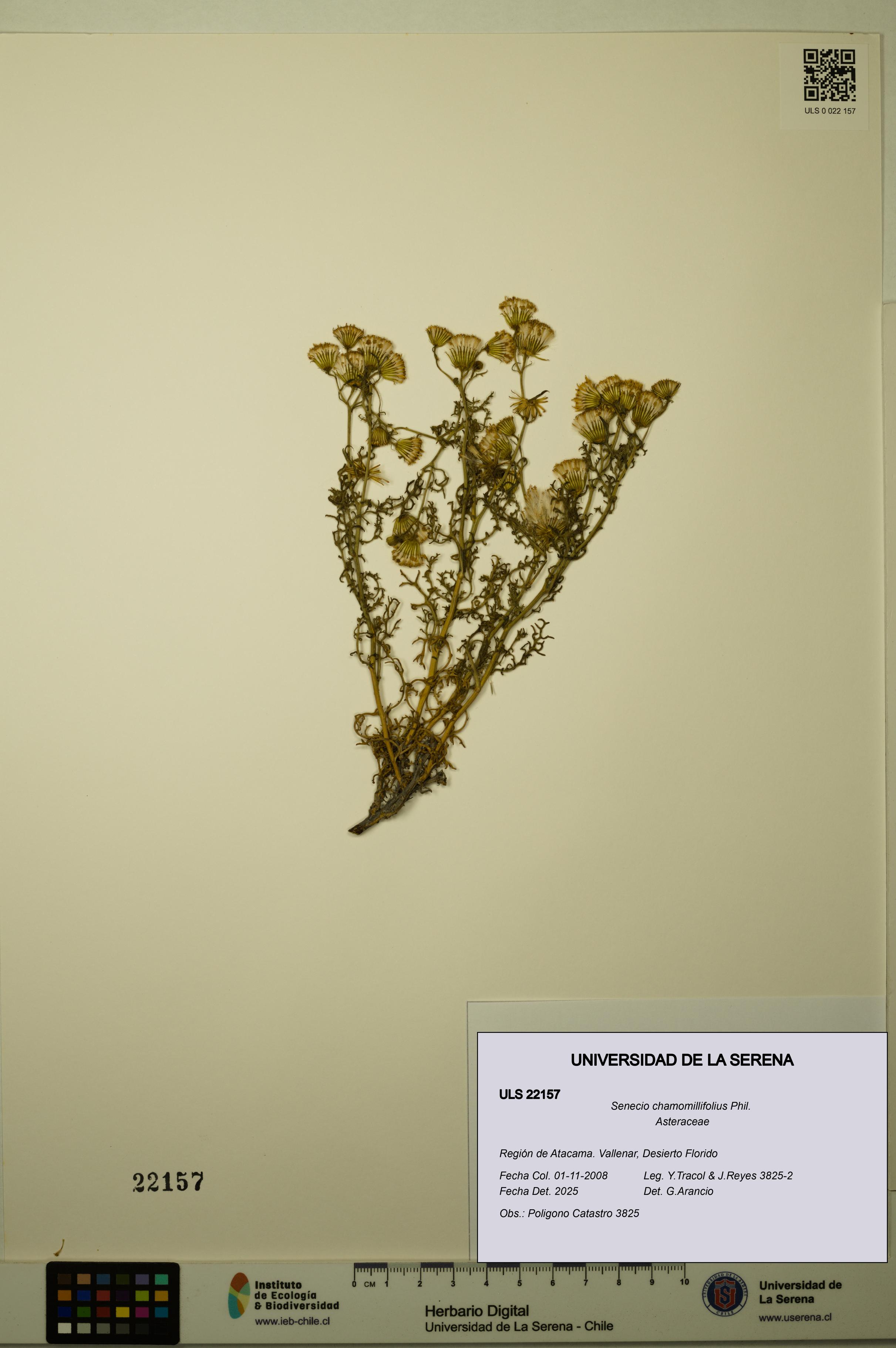 Senecio chamomillifolius [Espécimen: ULS:ULS:0022157]