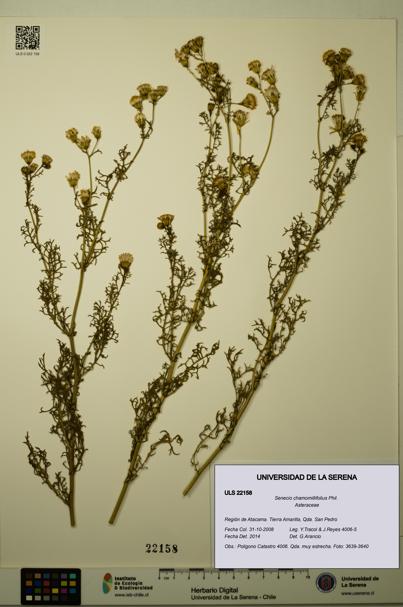 Senecio chamomillifolius [Espécimen: ULS:ULS:0022158]