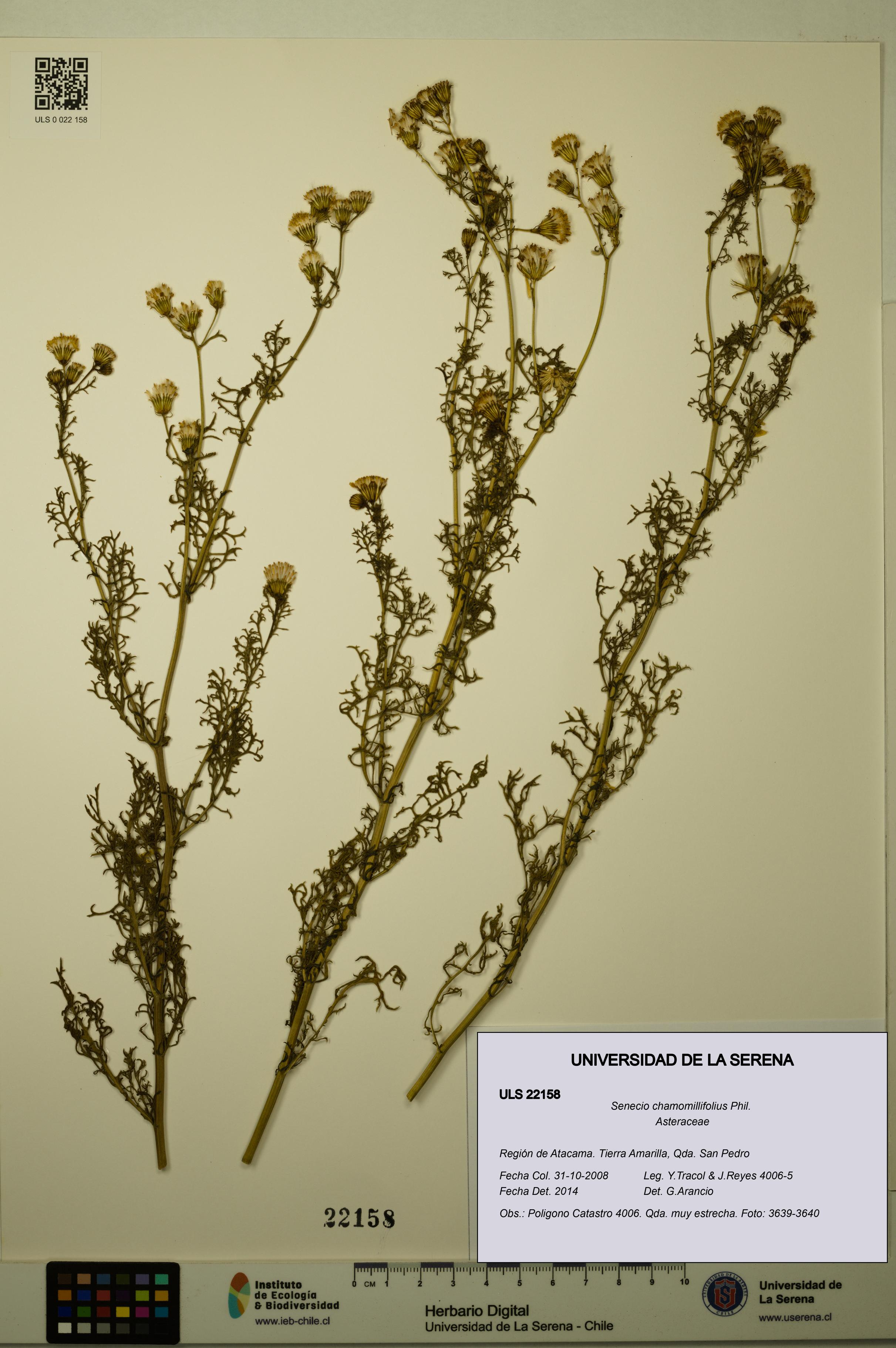 Senecio chamomillifolius [Espécimen: ULS:ULS:0022158]
