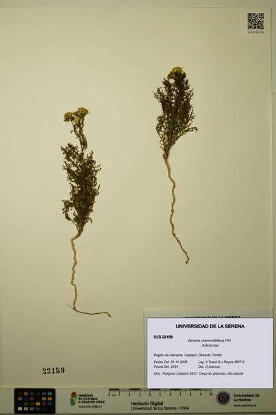 Senecio chamomillifolius [Espécimen: ULS:ULS:0022159]