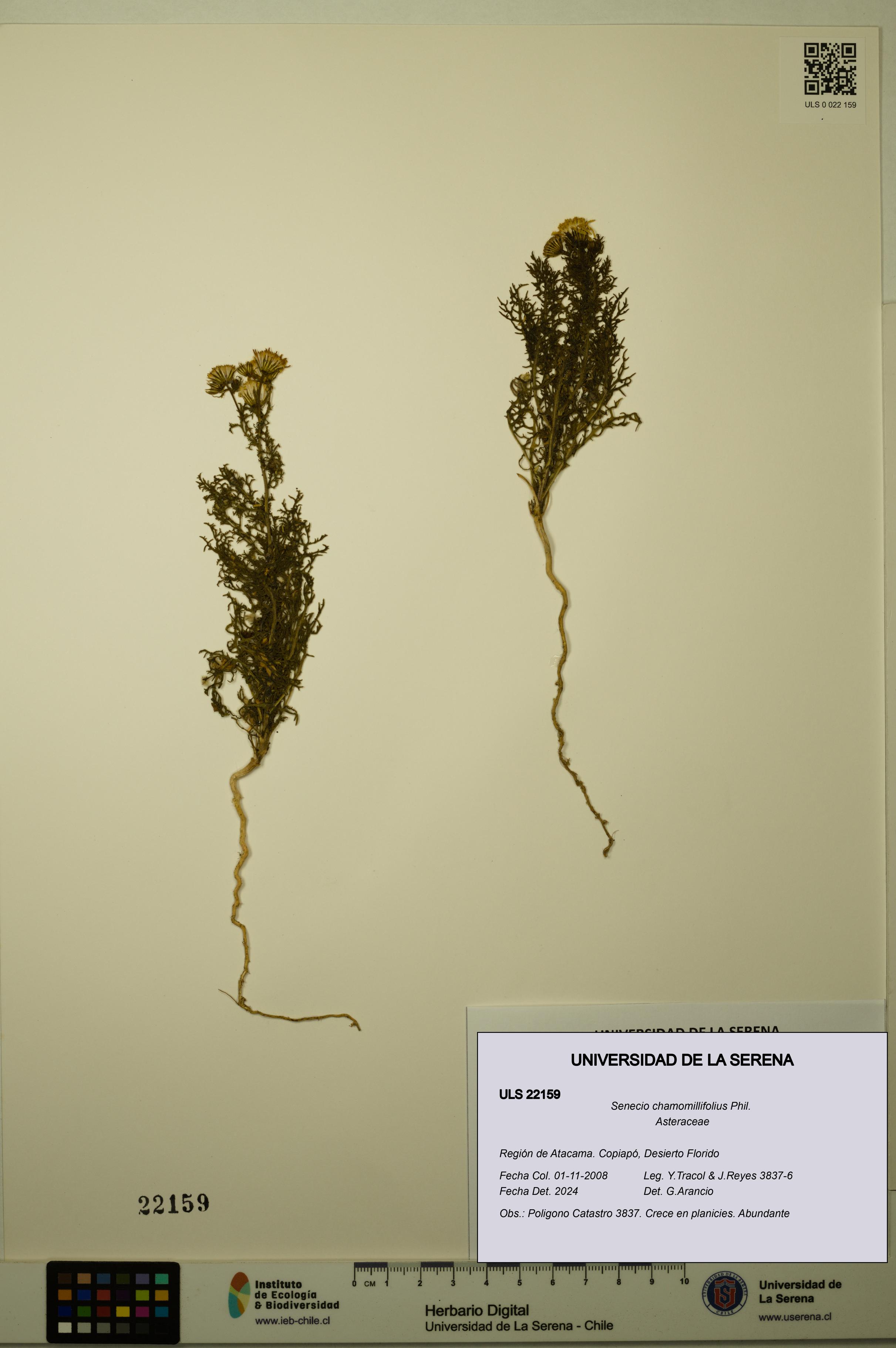 Senecio chamomillifolius [Espécimen: ULS:ULS:0022159]