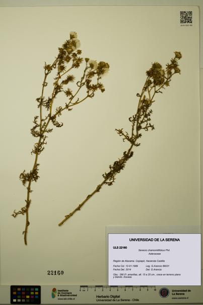 Senecio chamomillifolius [Espécimen: ULS:ULS:0022160]
