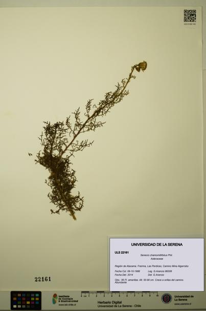 Senecio chamomillifolius [Espécimen: ULS:ULS:0022161]