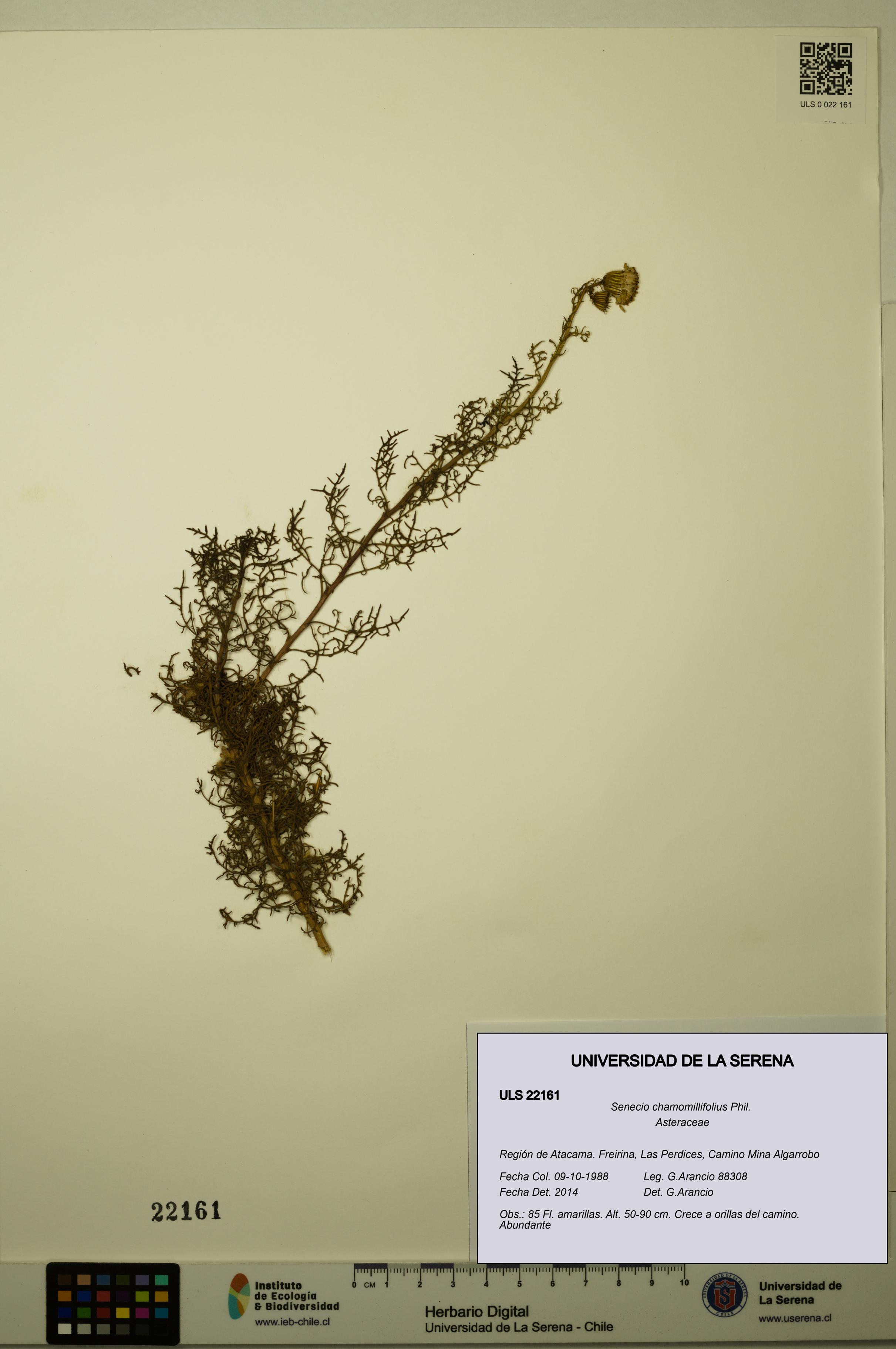 Senecio chamomillifolius [Espécimen: ULS:ULS:0022161]