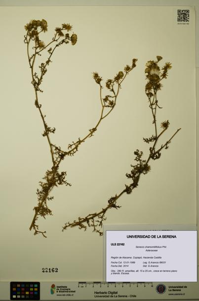 Senecio chamomillifolius [Espécimen: ULS:ULS:0022162]