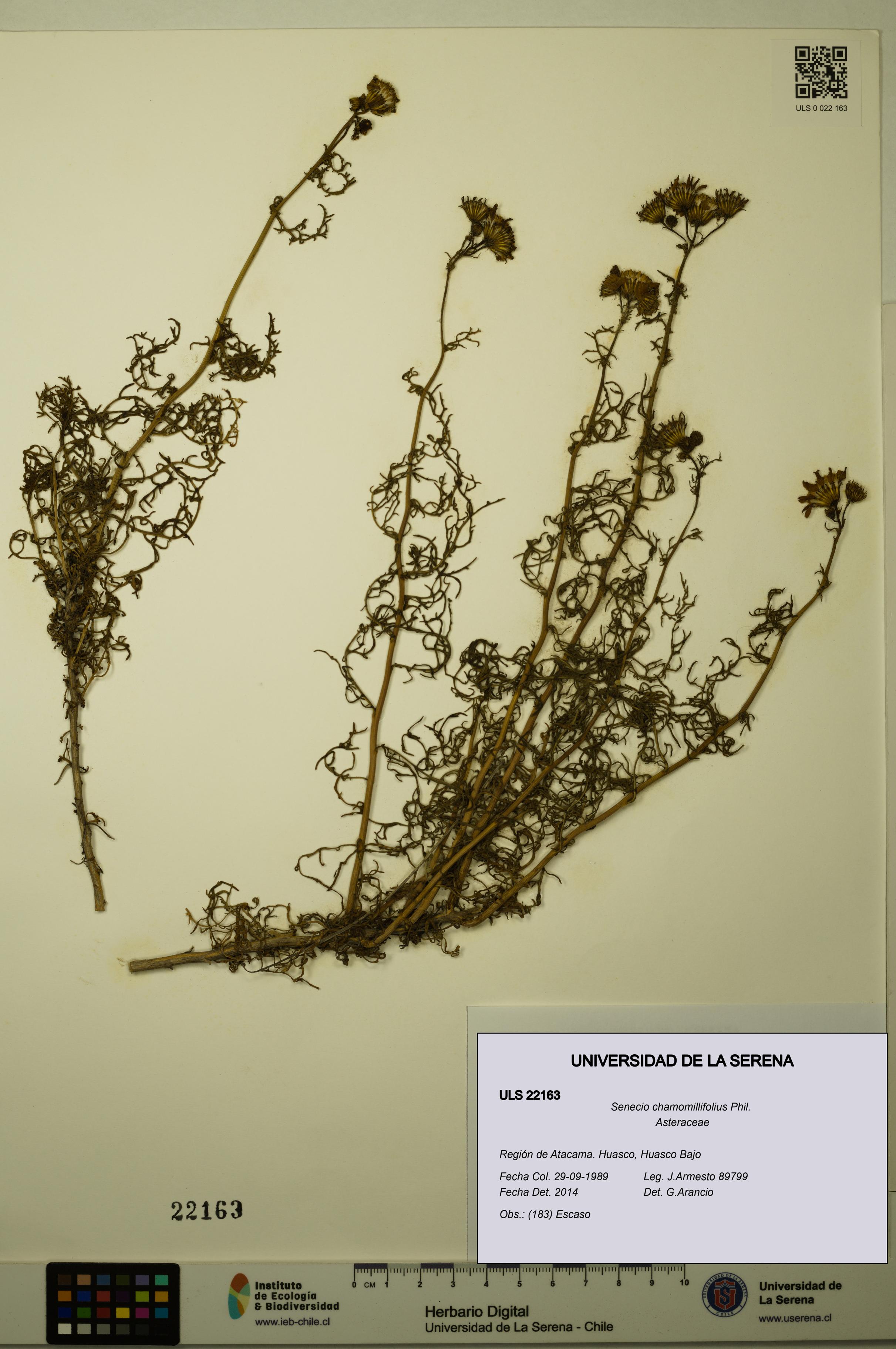 Senecio chamomillifolius [Espécimen: ULS:ULS:0022163]